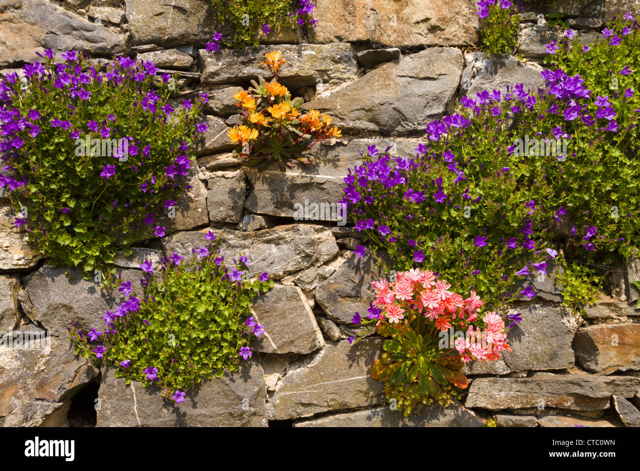 Flowers growing in stone wall Stock Photo Alamy