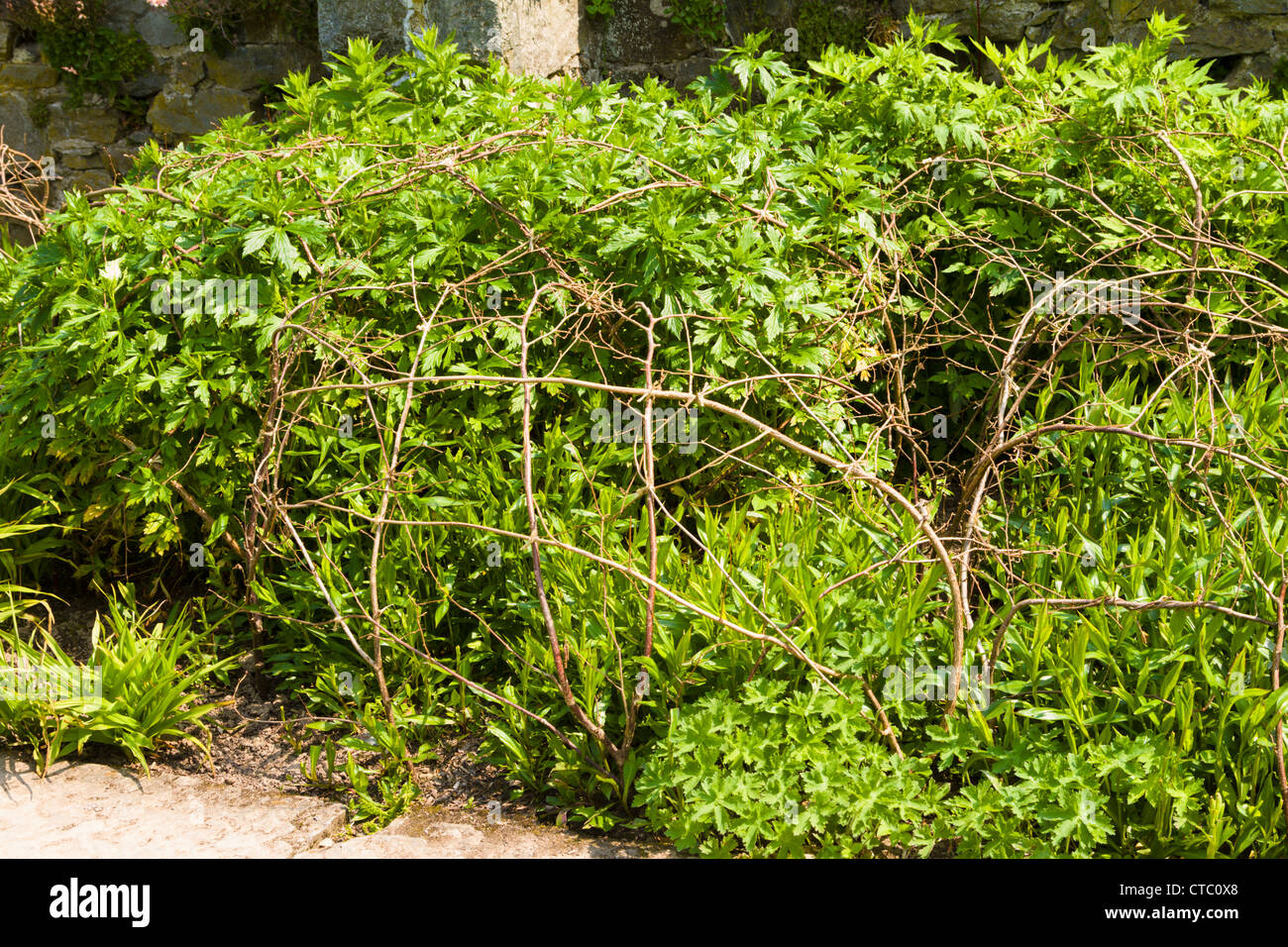 Perennial shrubs with twig supports Stock Photo Alamy