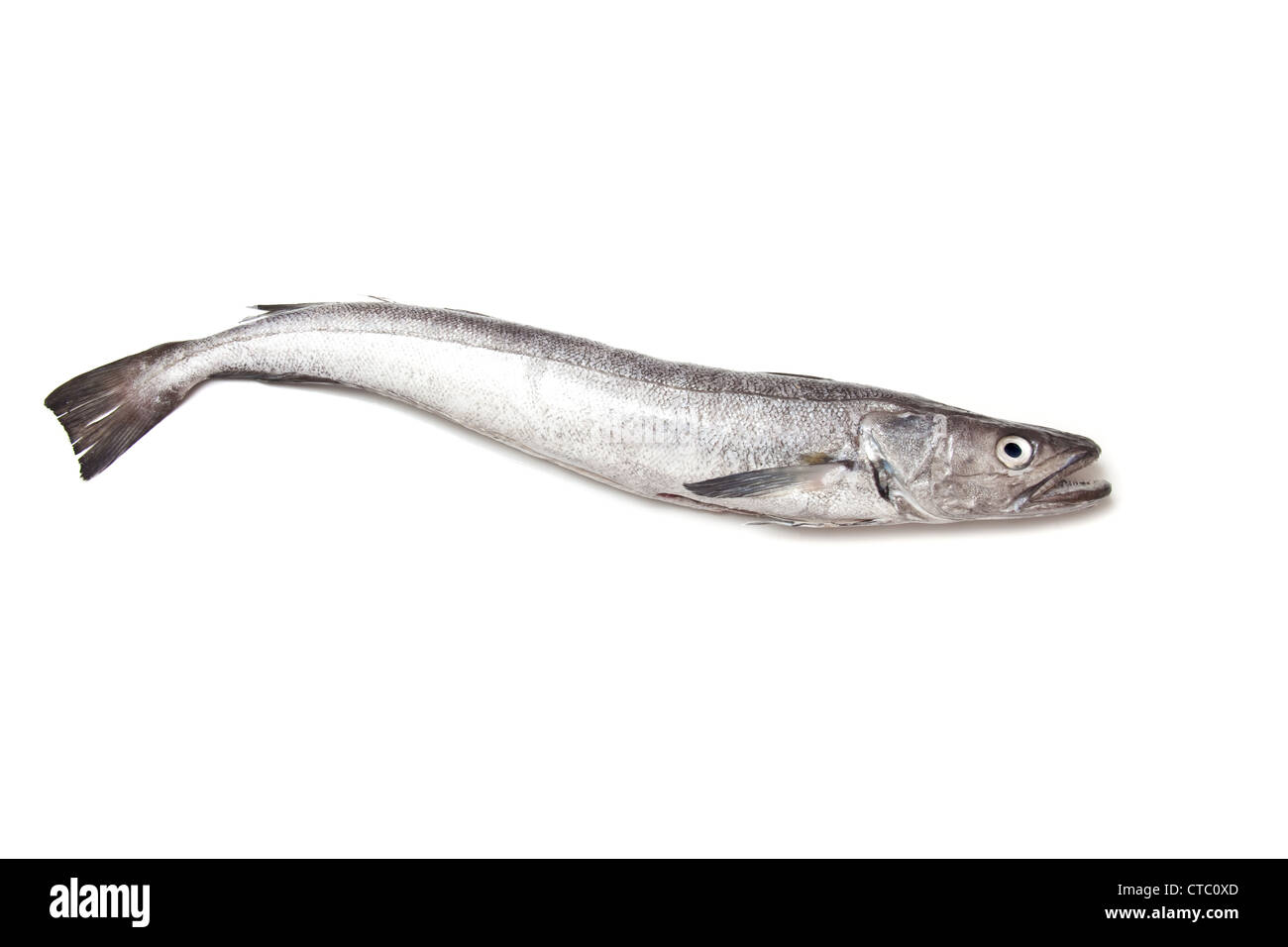 European Hake fish isolated on a white studio background Stock Photo