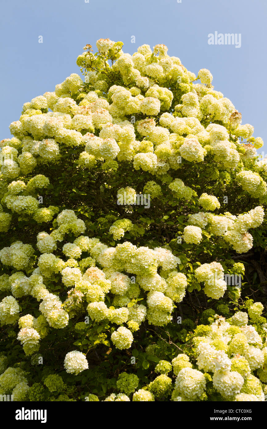 Viburnum macrocephalum Chinese snowball Stock Photo Alamy