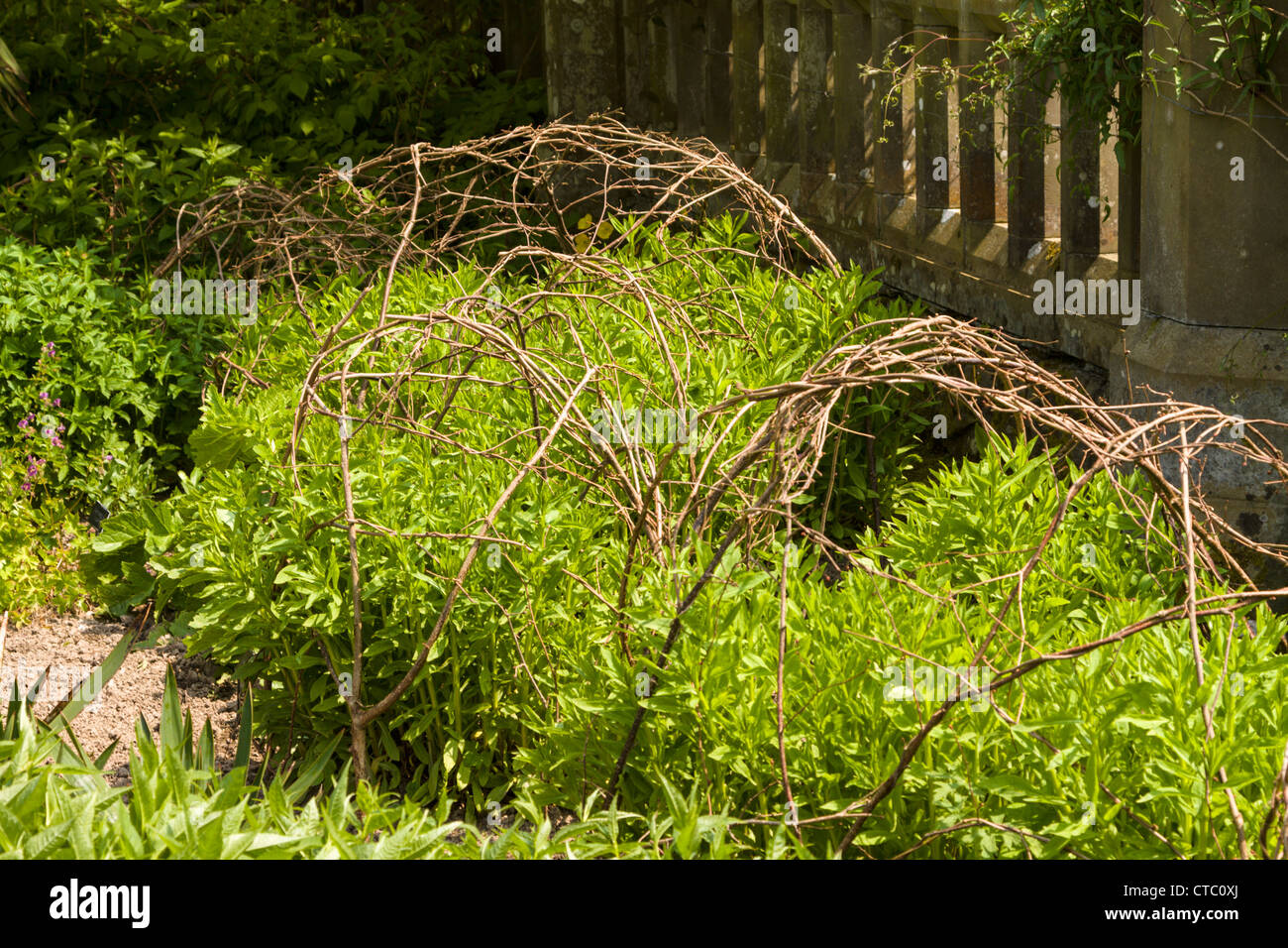 Perennial shrubs with twig supports Stock Photo Alamy