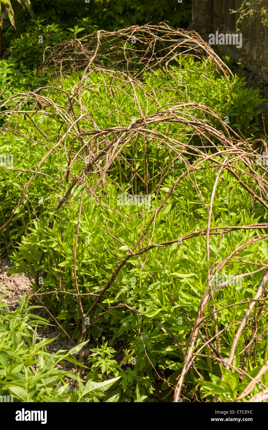Perennial shrubs with twig supports Stock Photo Alamy
