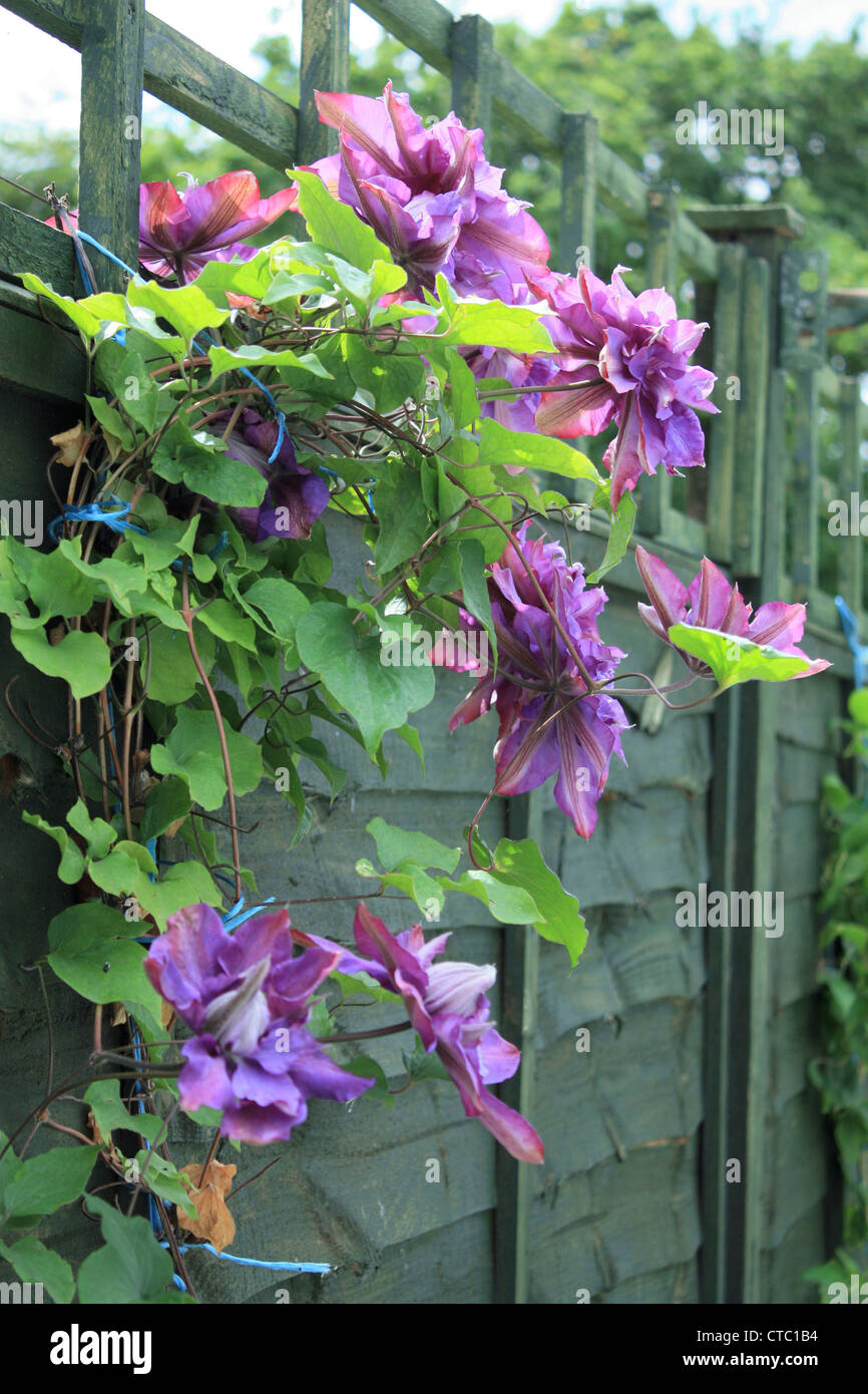 Clematis (Vyvyan Pennell) Stock Photo
