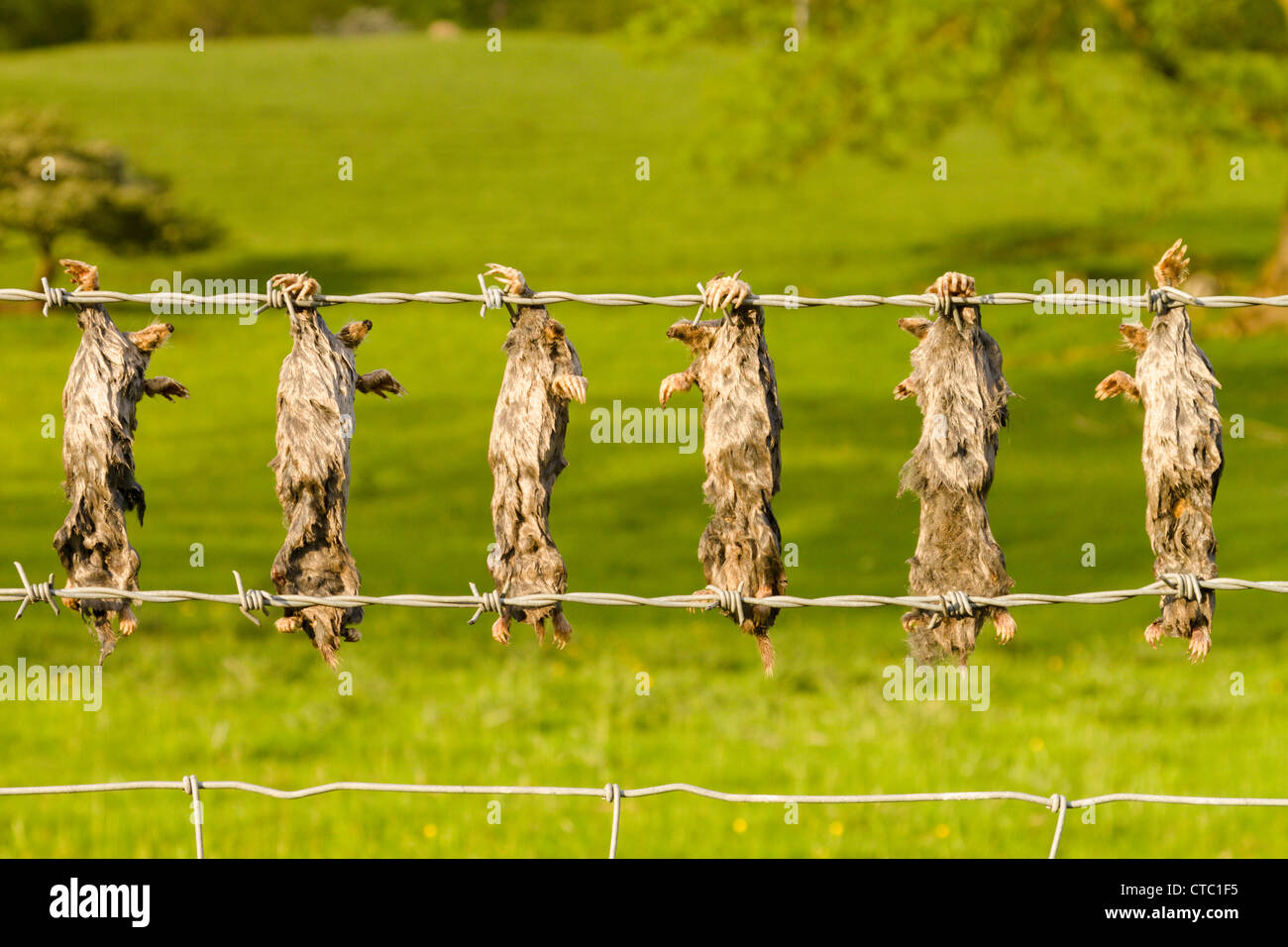 Dead moles strung up on barbed wire Stock Photo