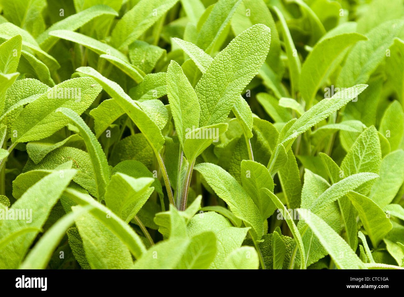 Common sage, Salvia officinalis broad-leaved Stock Photo