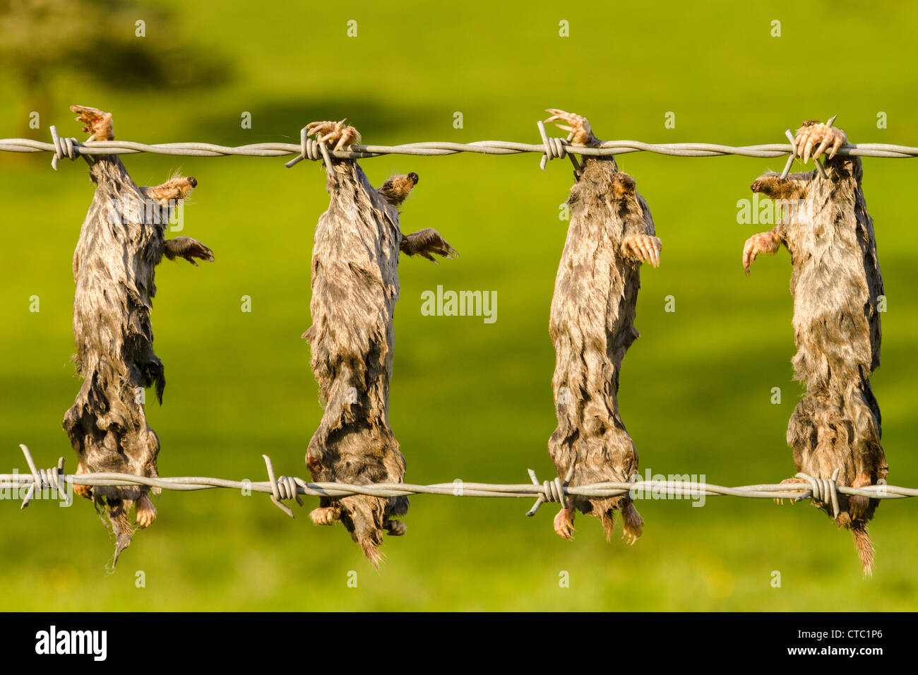 Dead moles strung up on barbed wire Stock Photo