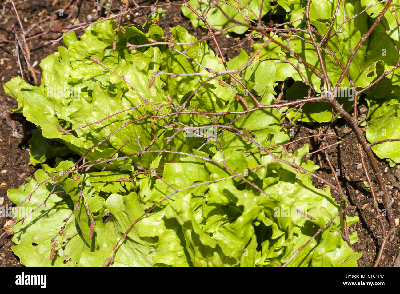Lettuce being protected from pigeons by twigs Stock Photo