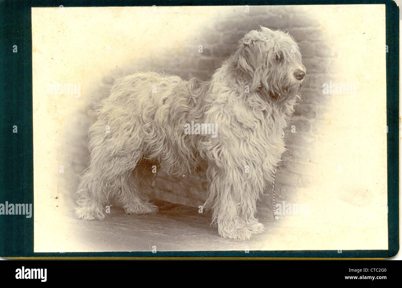 Cabinet photograph of prizewinning Old English Sheepdog Champion Masterpiece Stock Photo