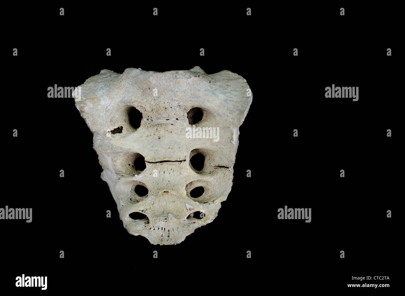 Human bone - Sacrum (Real), anterior view / ventral surface Stock Photo