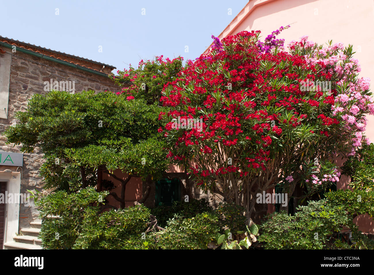 Beautiful red and pink oleander bushes in bloom at Capraia Island, Tuscan Archipelago, Italy. Stock Photo