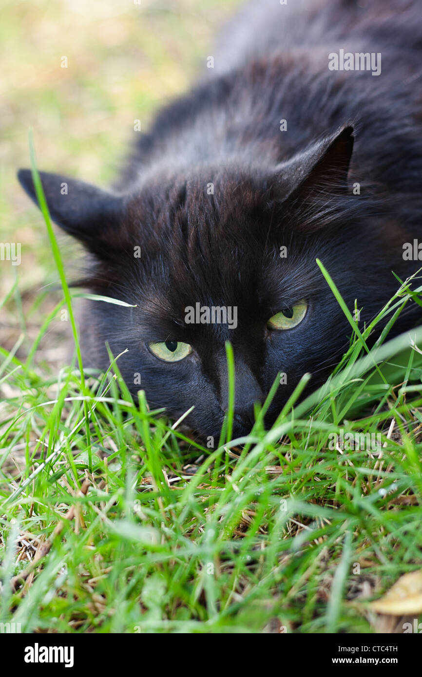 Black cat hunting hi-res stock photography and images - Alamy