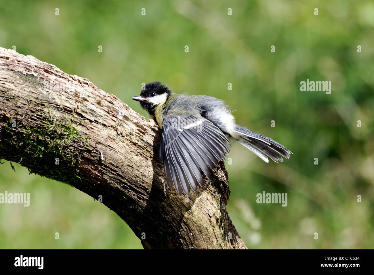 Great it, Parus major, Single bird sunbathing on log, Warwickshire, July 2012 Stock Photo