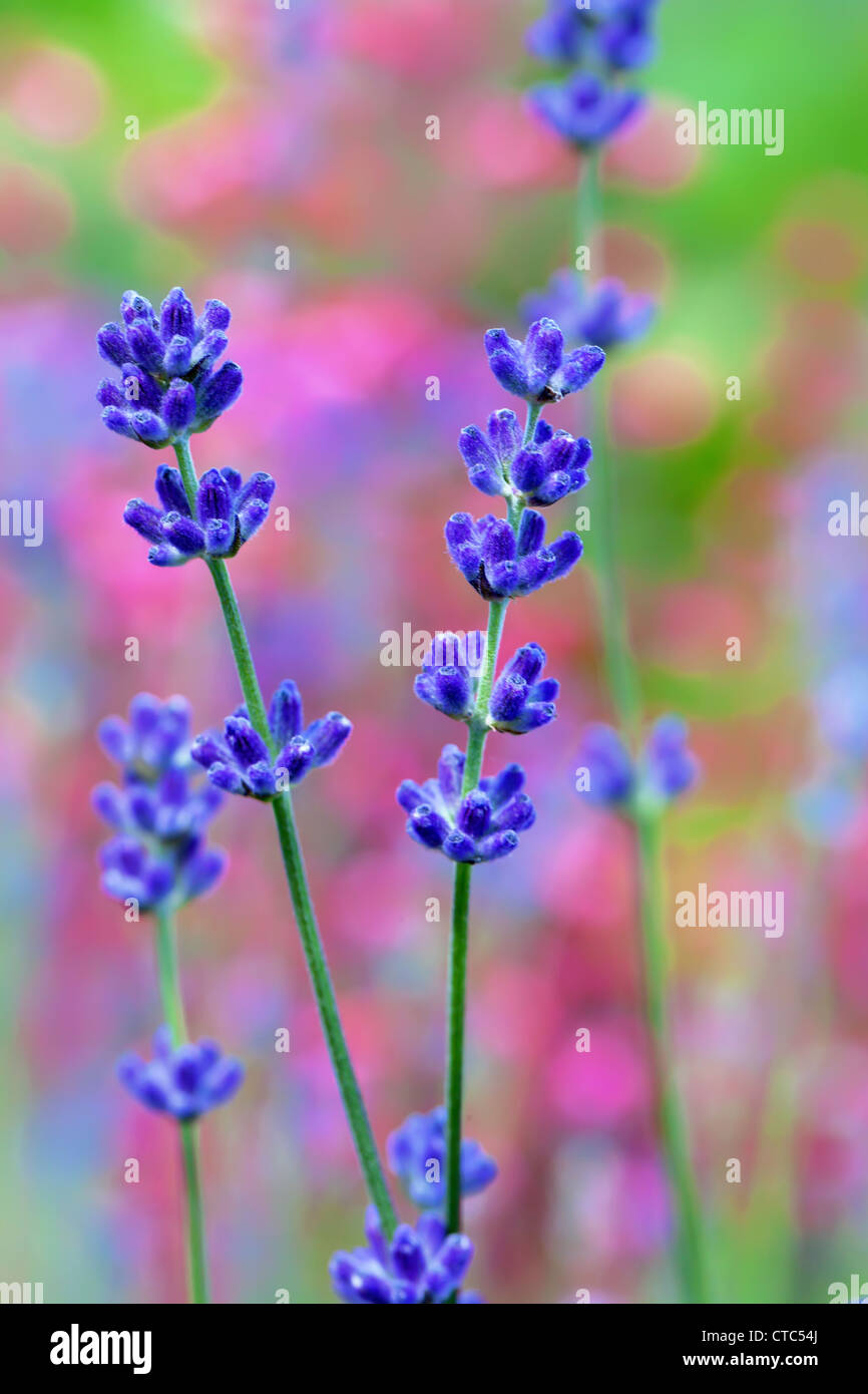 Lavender flower field, macro with soft focus Stock Photo