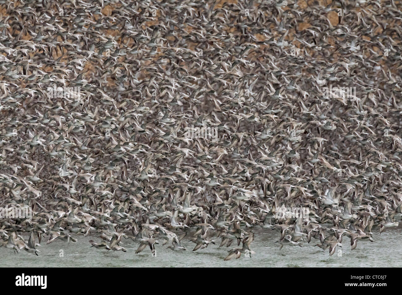 Flock of Knot taking off Stock Photo