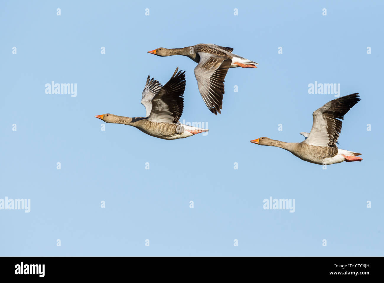 Three greylag geese in flight against a clear blue sky Stock Photo