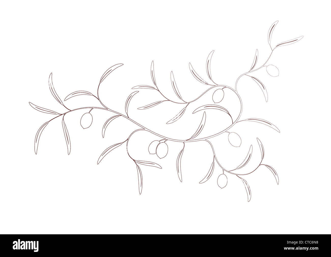 Vector illustration of simple Olive branch three with green olives ...