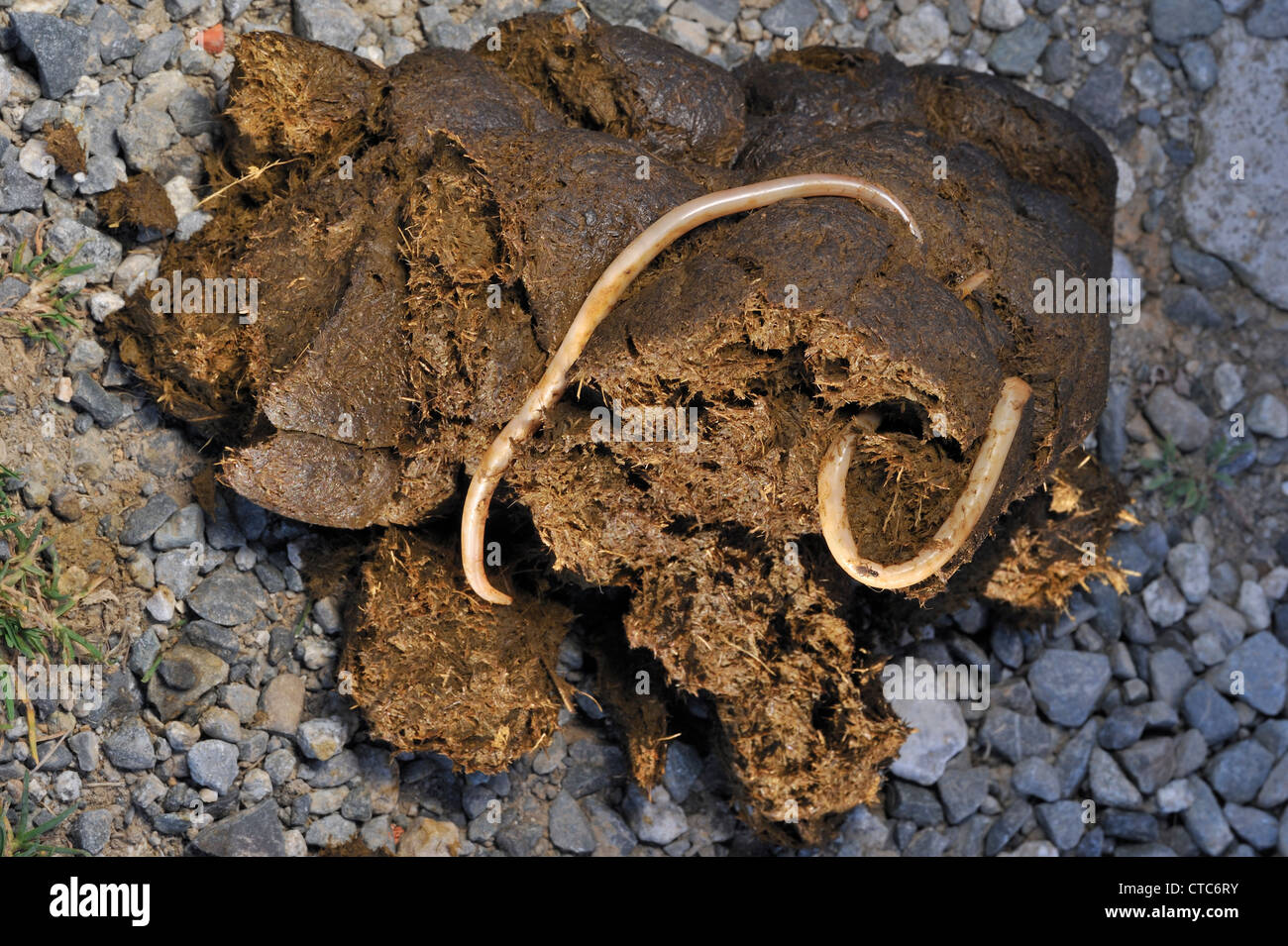 Horse roundworms / Equine roundworms (Parascaris equorum) in horse dung Stock Photo