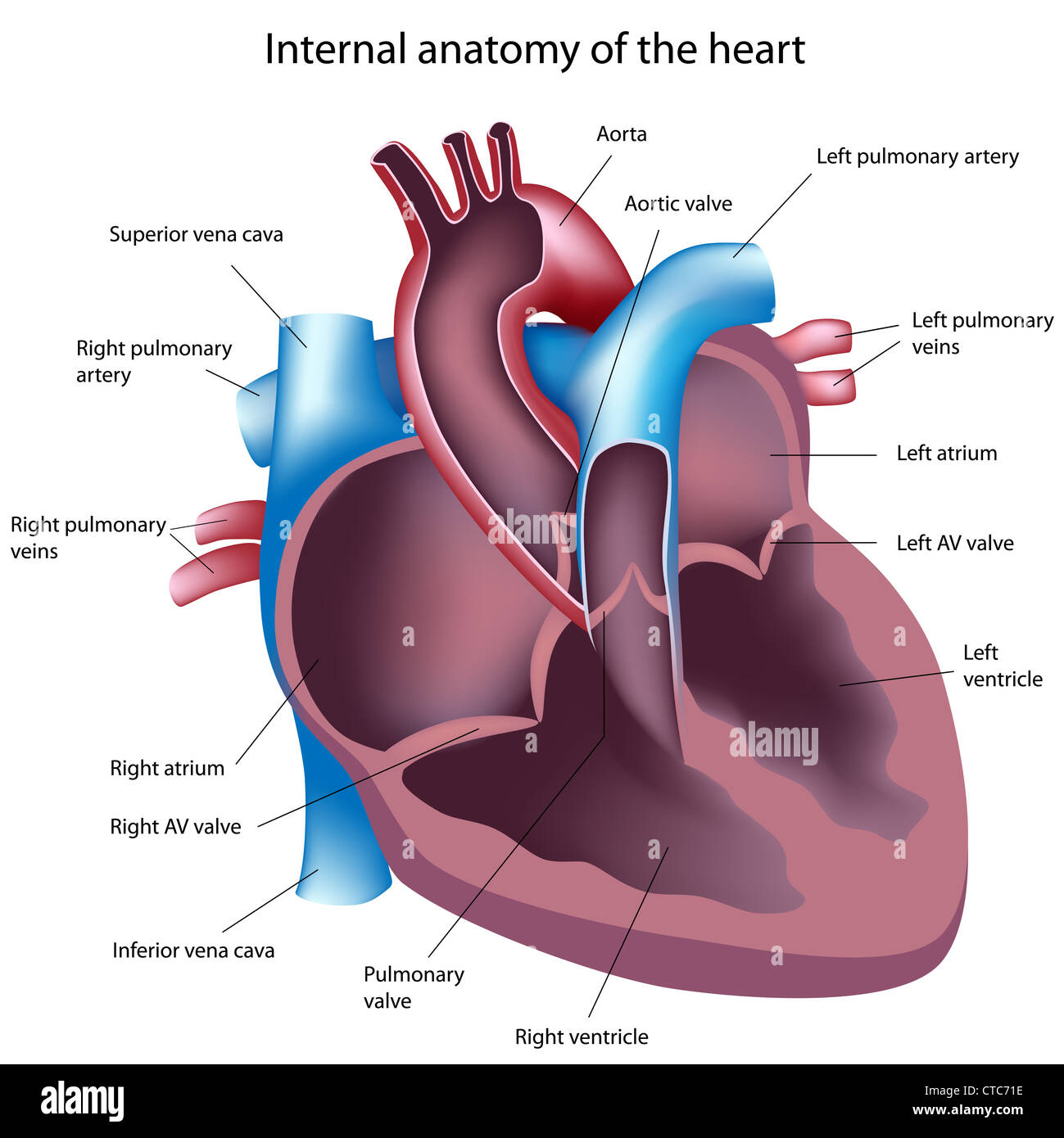 Heart cross section Stock Photo - Alamy