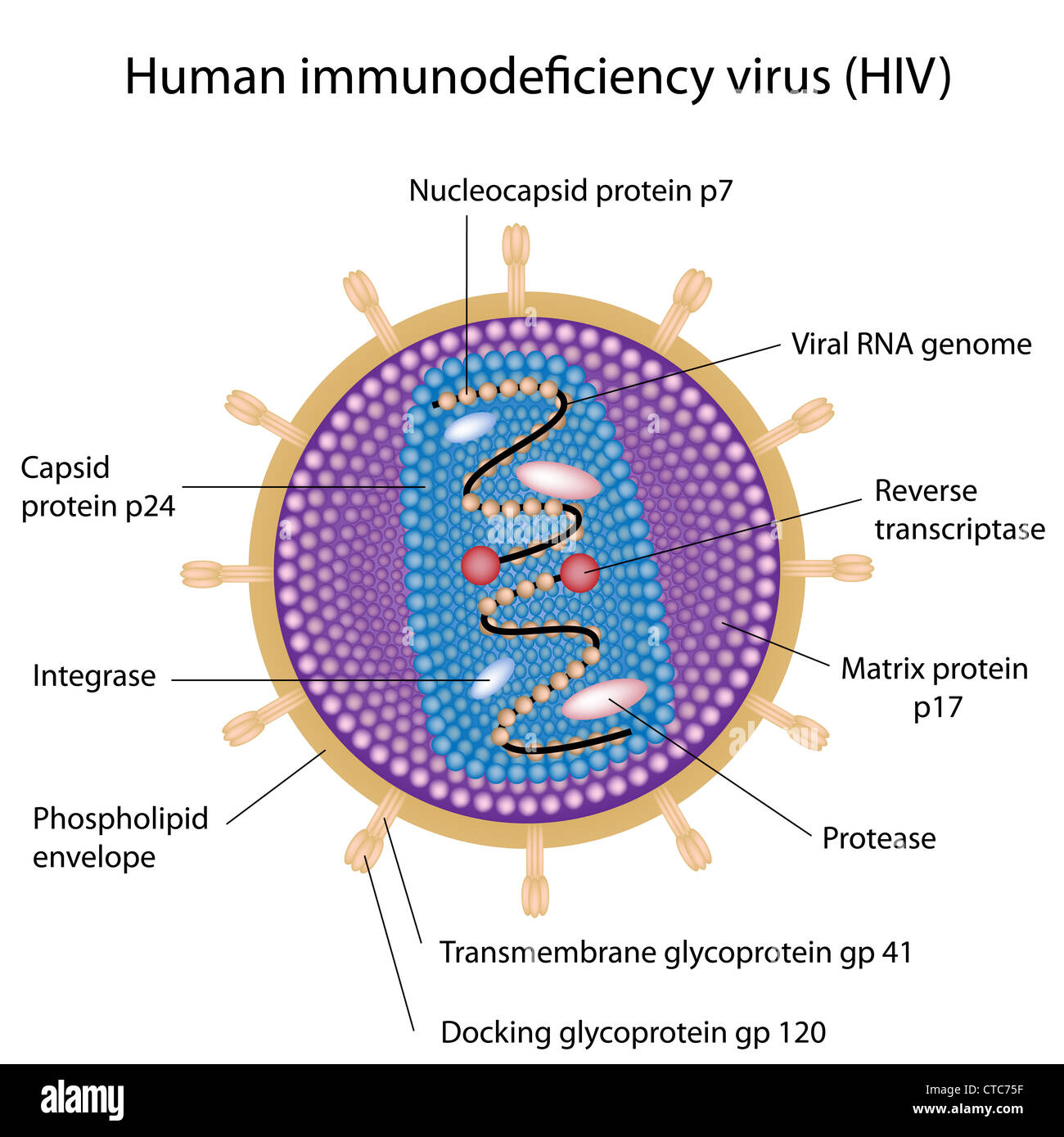 hiv virus structure animation