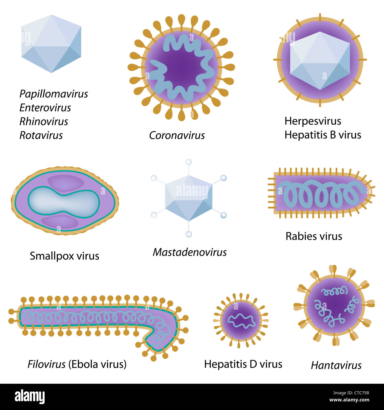 Morphology of common viruses Stock Photo