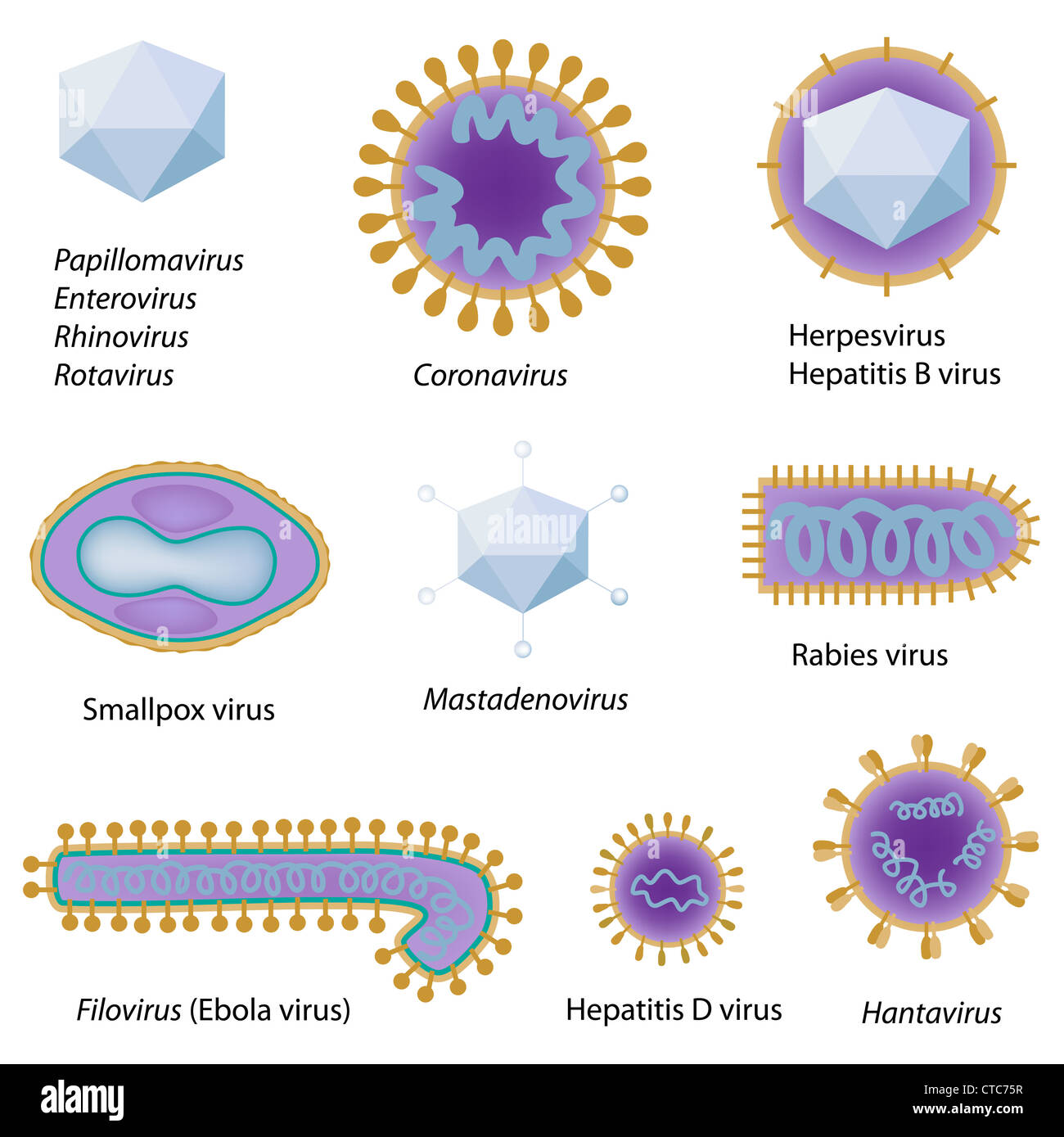 morphology-of-common-viruses-stock-photo-alamy