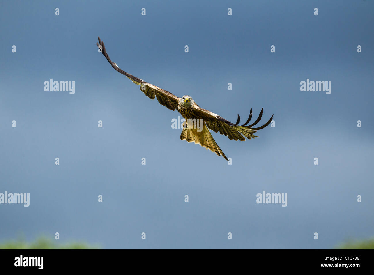Red kite in flight against a clear blue sky Stock Photo