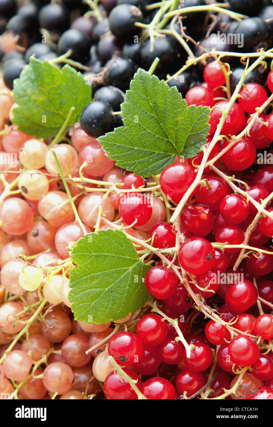 Assorted varieties of currants Stock Photo Alamy