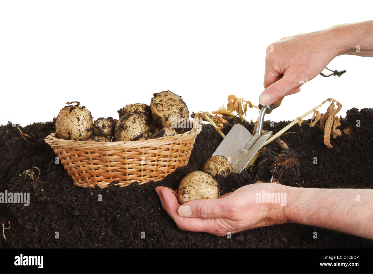 Hands digging potatoes from the earth with a garden trowel Stock Photo ...