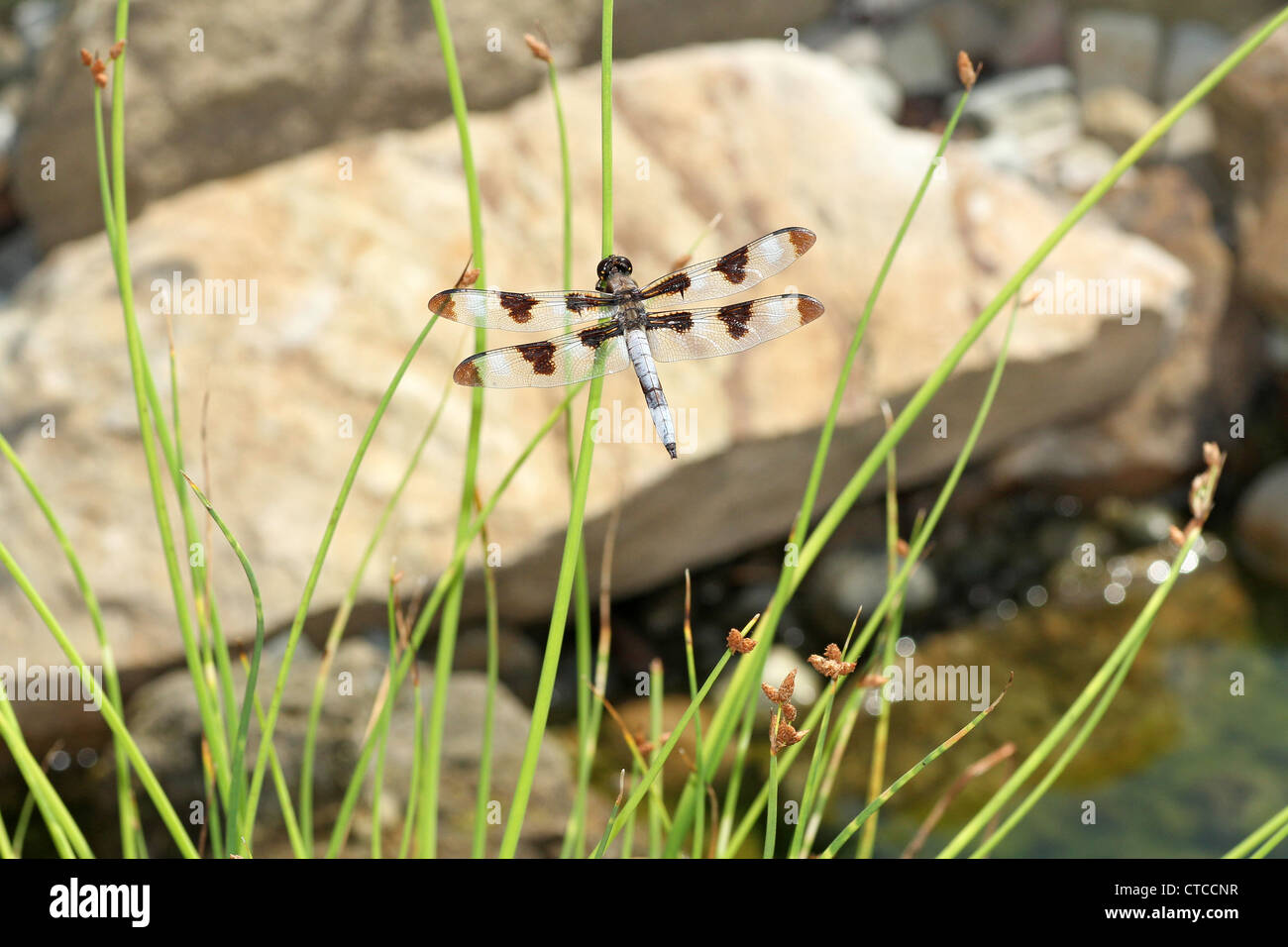 Twelve-spotted skimmer at pond Stock Photo