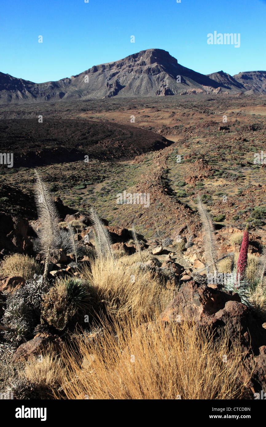 Spain, Canary Islands, Tenerife, Parque Nacional del Teide, Guajara Mountain, tenerife bugloss, Stock Photo