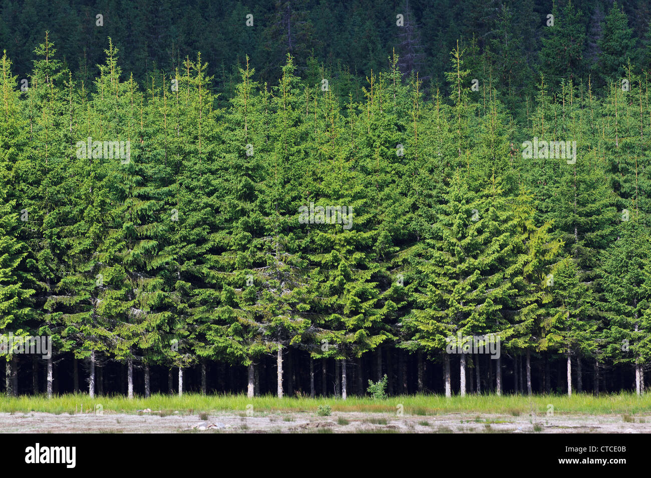 Green pine tree forest hi-res stock photography and images - Alamy
