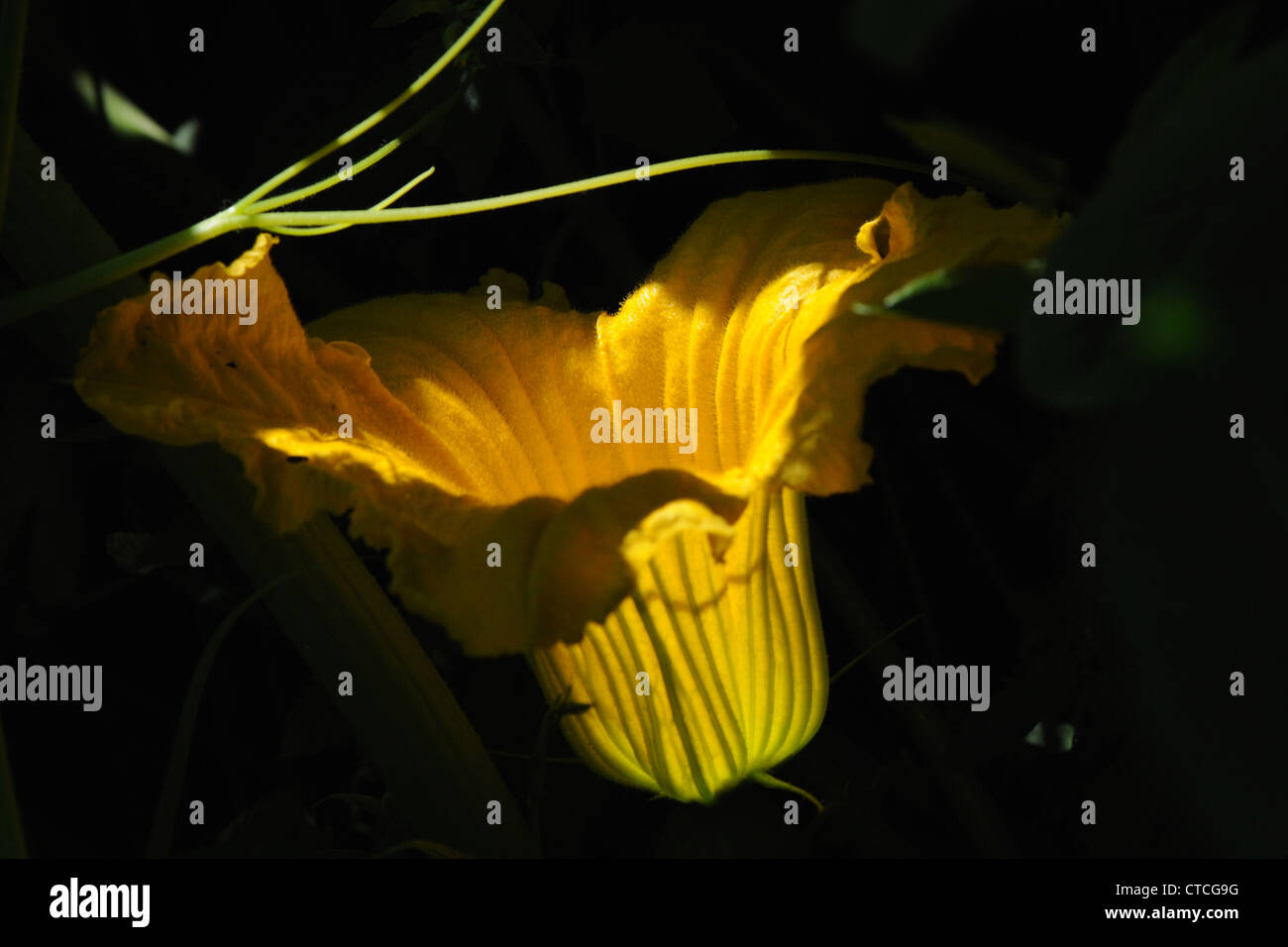 squash flower in summer Stock Photo Alamy