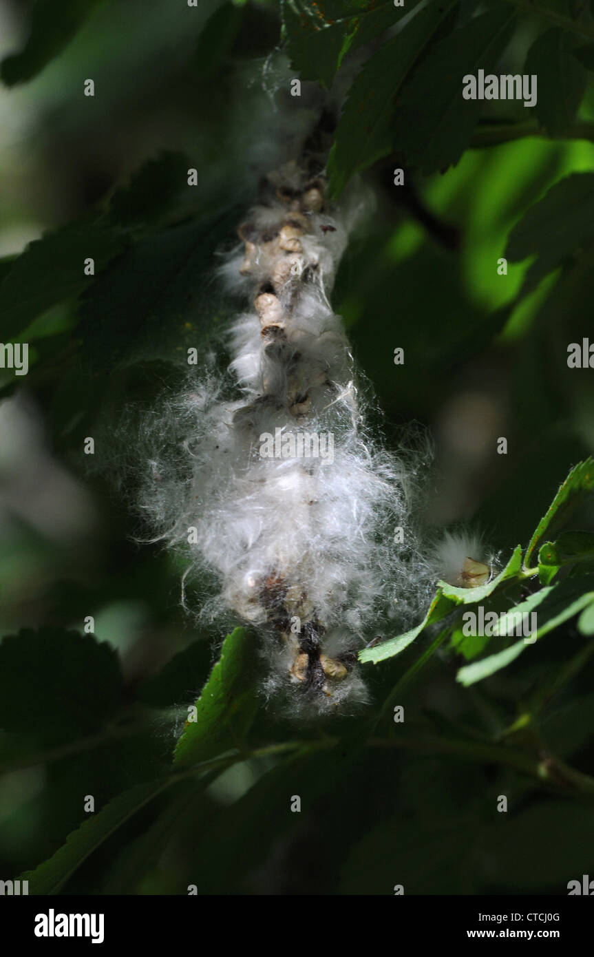 Cottonwood seed pods on plants in summer Stock Photo Alamy
