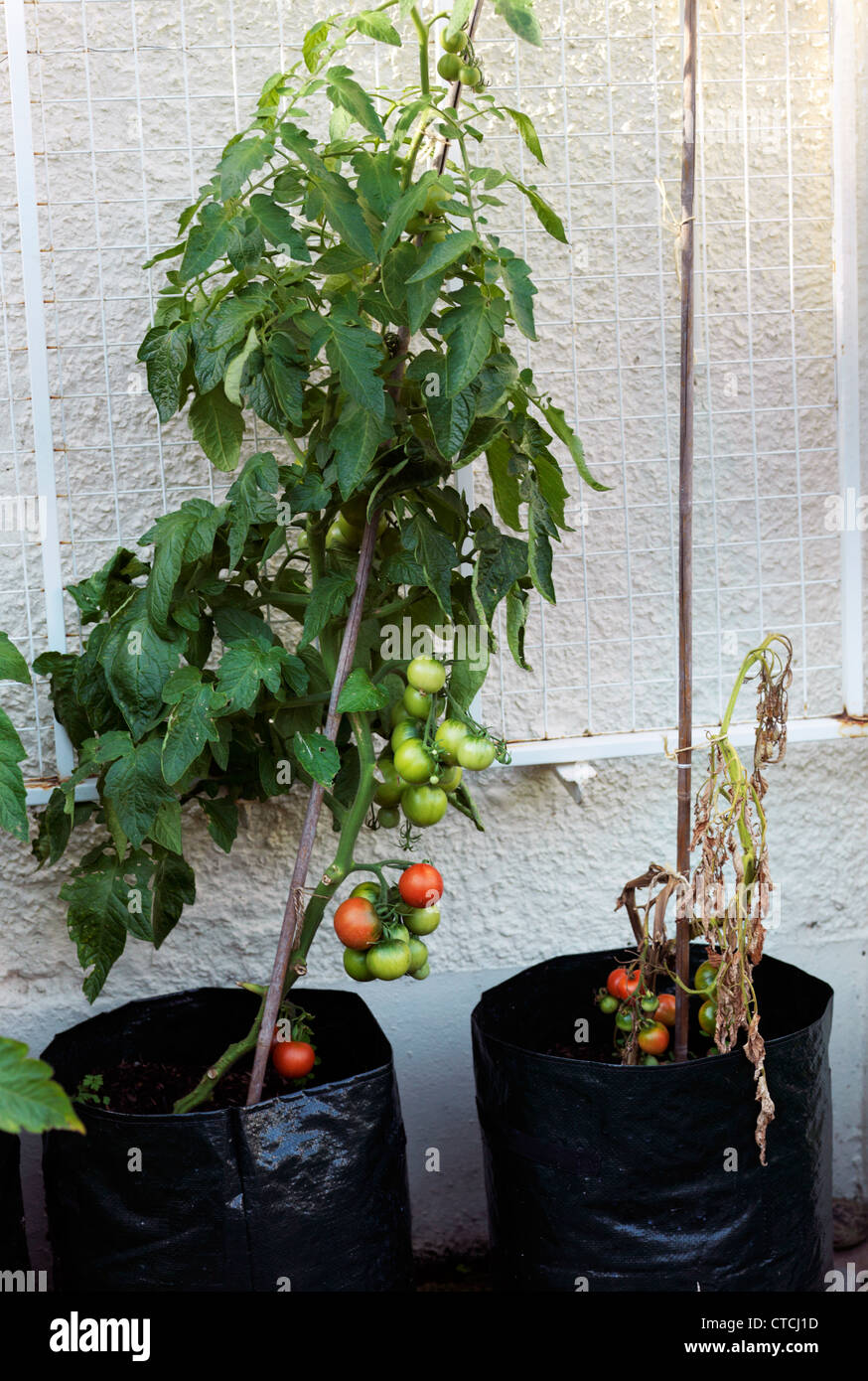 Unhealthy Tomato Plant