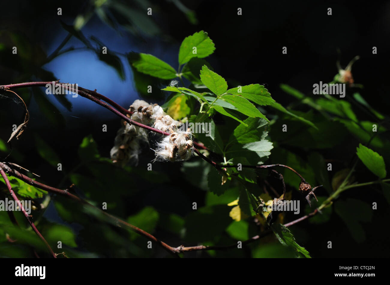 Cottonwood seeds hires stock photography and images Alamy