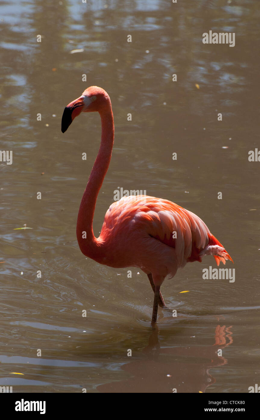Gaia - Flamingo Pink