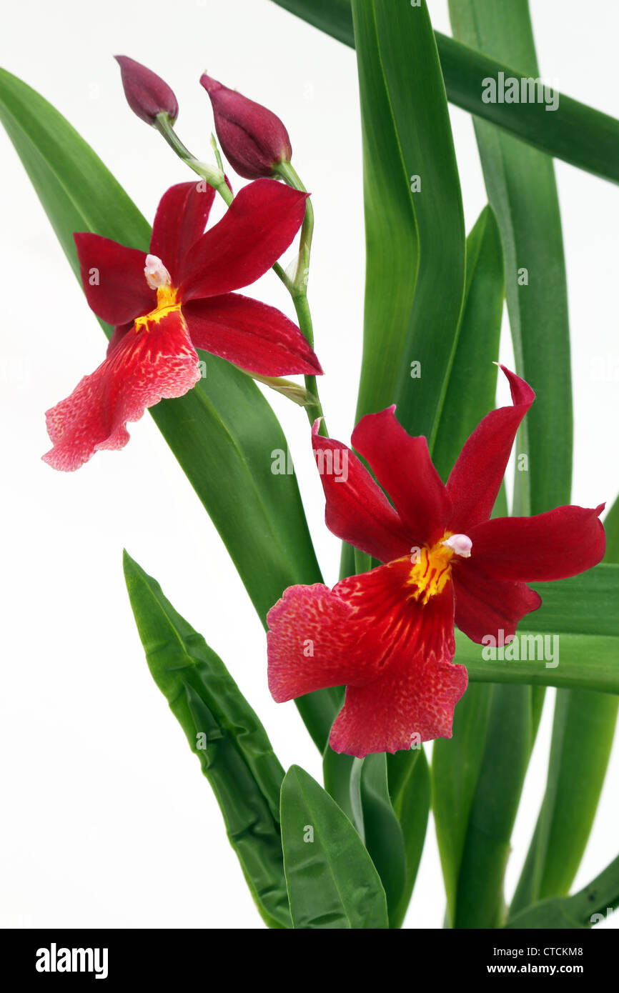 Cambria - Burrageara Nelly Isler orchid hybrid two red flowers blooming Stock Photo
