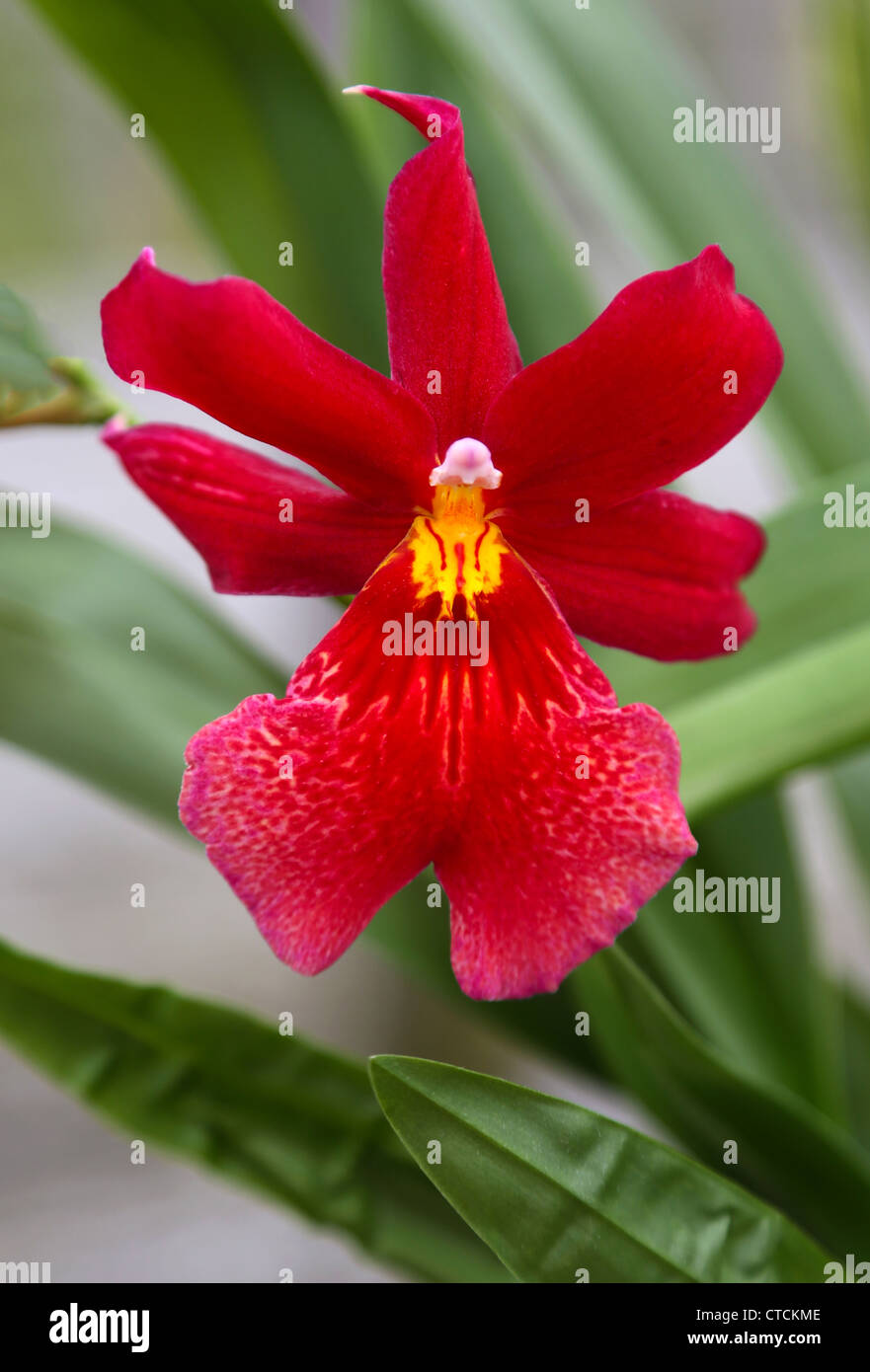 Cambria - Burrageara Nelly Isler orchid hybrid red flower blooming Stock Photo