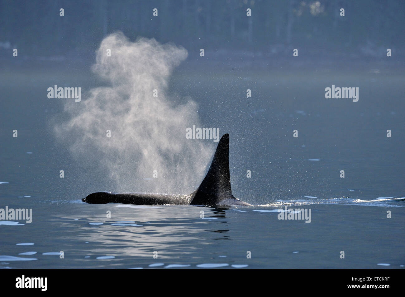 Killer whale (Orcinus orca) Bull Resident pod summer salmon feeding territory, Johnstone Strait, Vancouver Island, British Columbia, Canada Stock Photo
