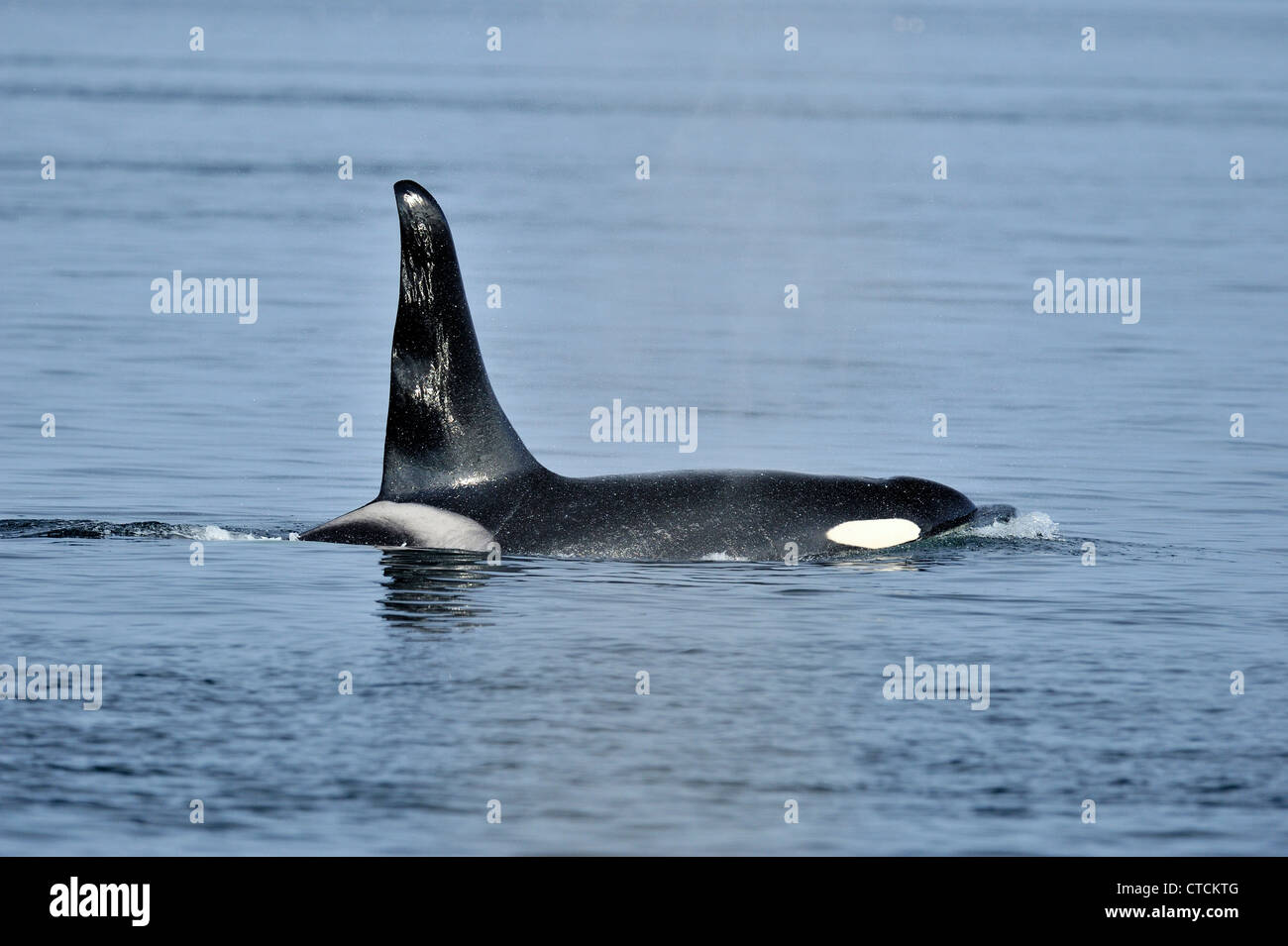 Bull killer whale hi-res stock photography and images - Alamy