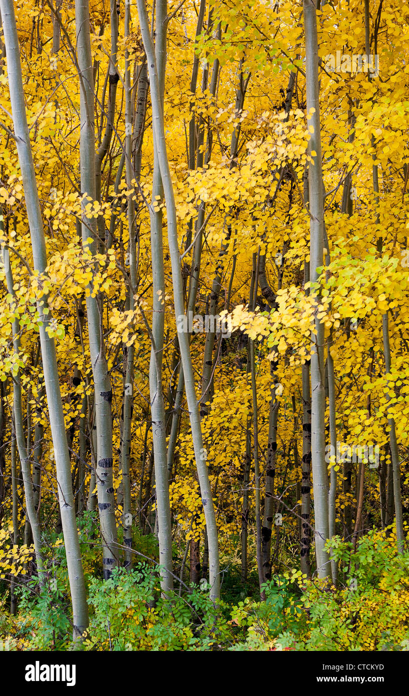 Fall Trees Stock Photo