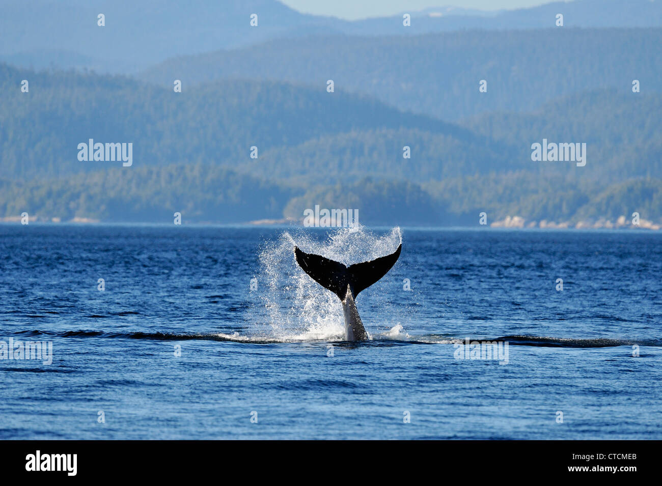 Humpback whale (Megaptera novaeangliae) Slapping tail flukes Blackfish Sound, Vancouver Is, British Columbia Canada Stock Photo