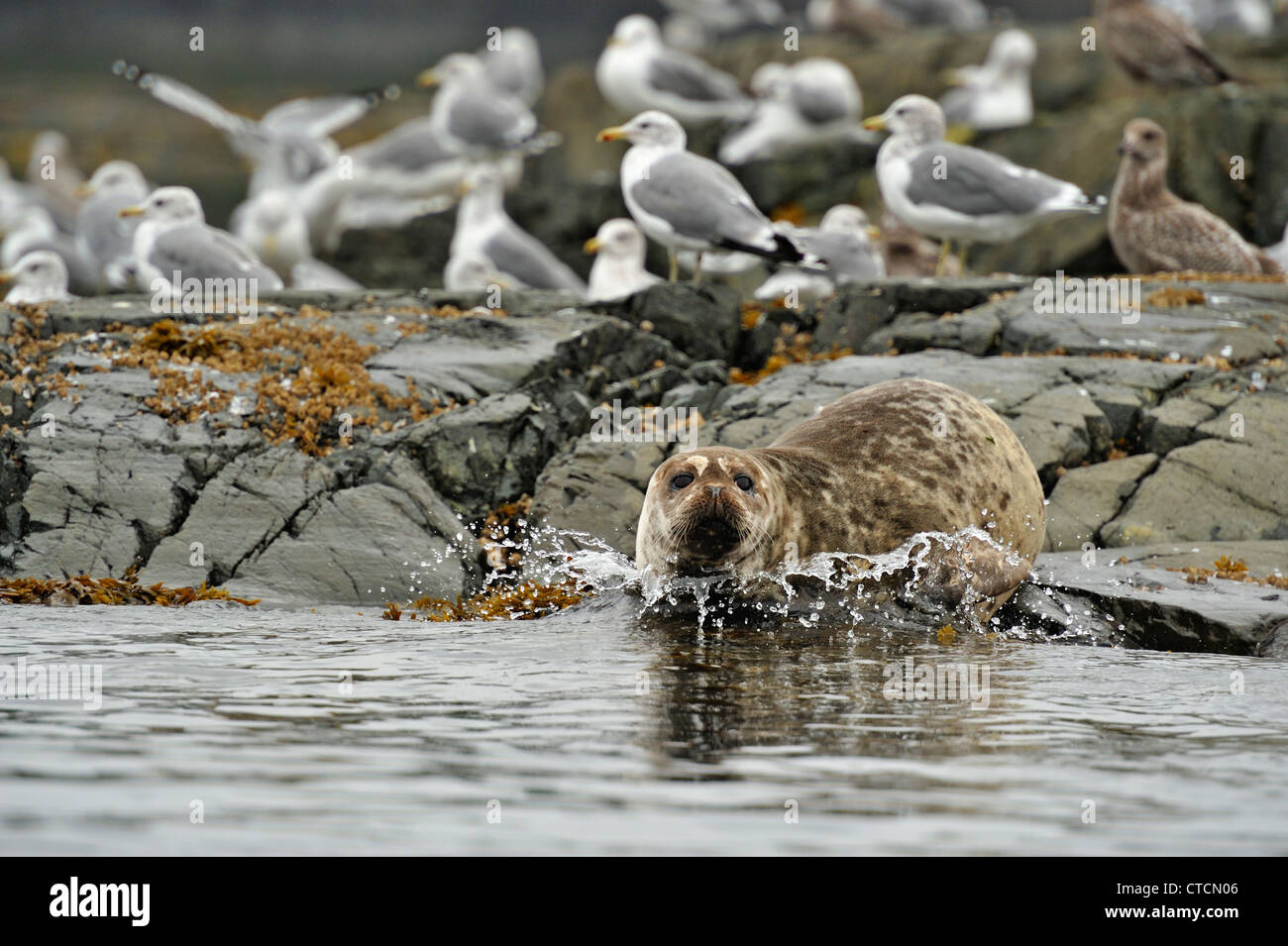 Hanson island hires stock photography and images Alamy