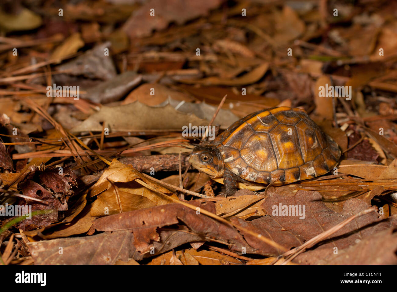 Young gulf coast box turtle - Terrapene carolina major Stock Photo - Alamy