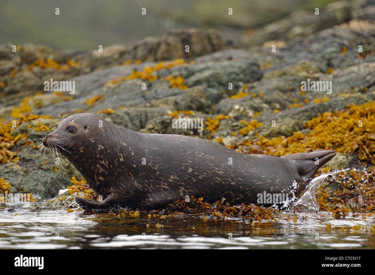 Harbour Seal (Phoca vitulina) hauled out on rocks at low tide, Hanson Island, Vancouver Is, British Columbia, Canada Stock Photo