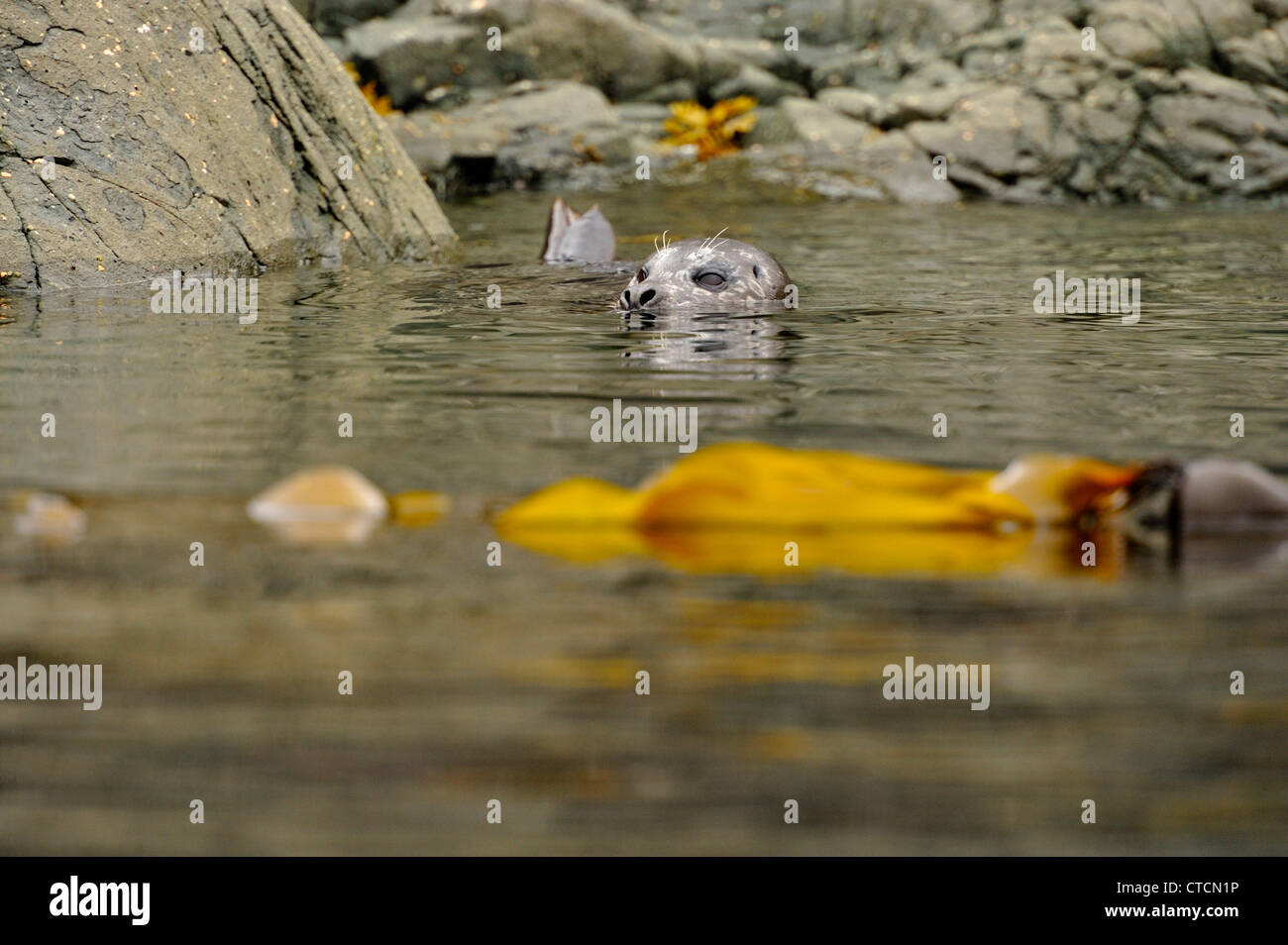 Harbour Seal (Phoca vitulina) In water near haulout, Hanson Island