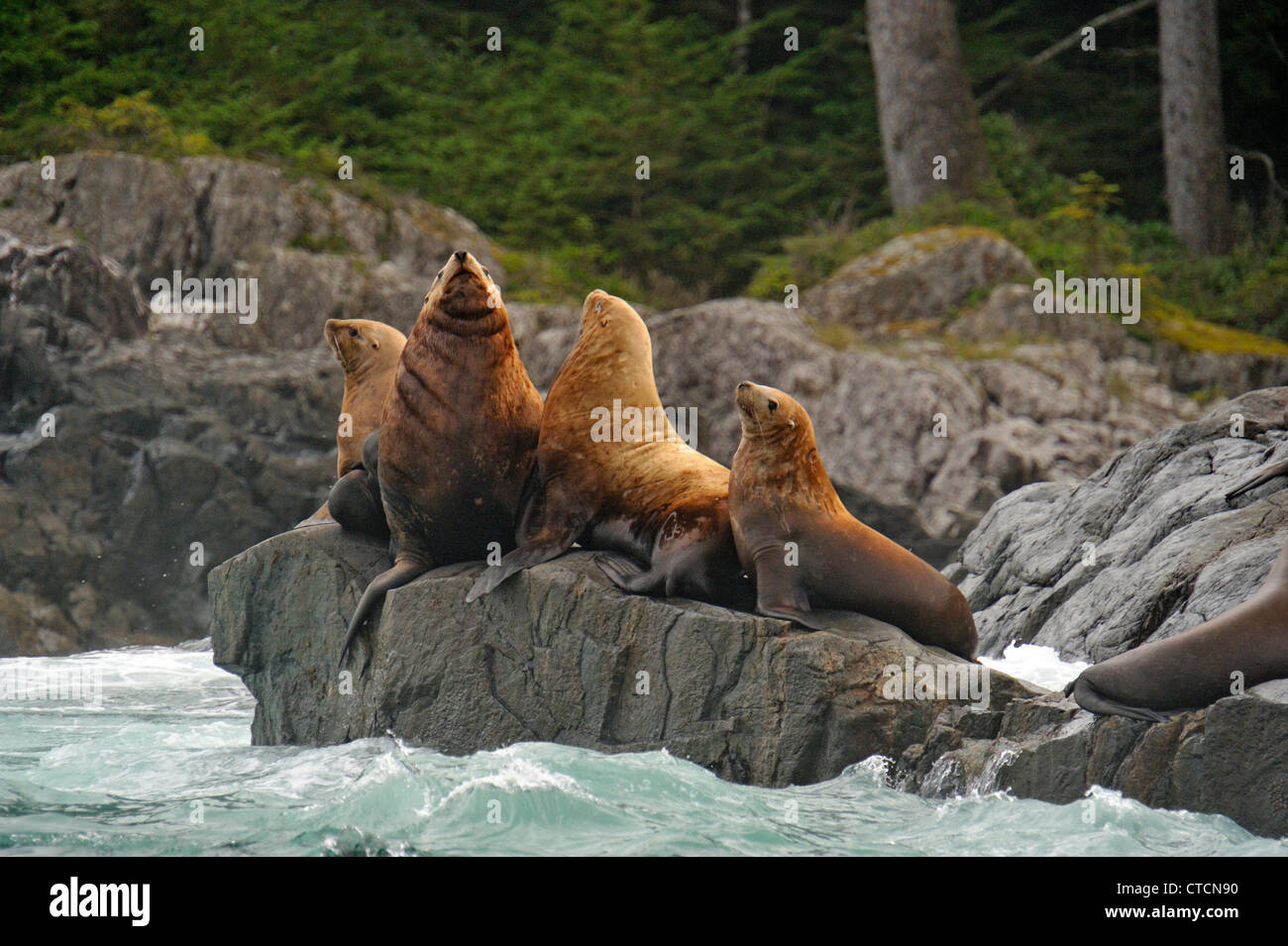 Steller sea lion (Eumetopias jubatus) Haulout at Ashby Point, Hope Island, Vancouver Is, British Columbia, Canada Stock Photo