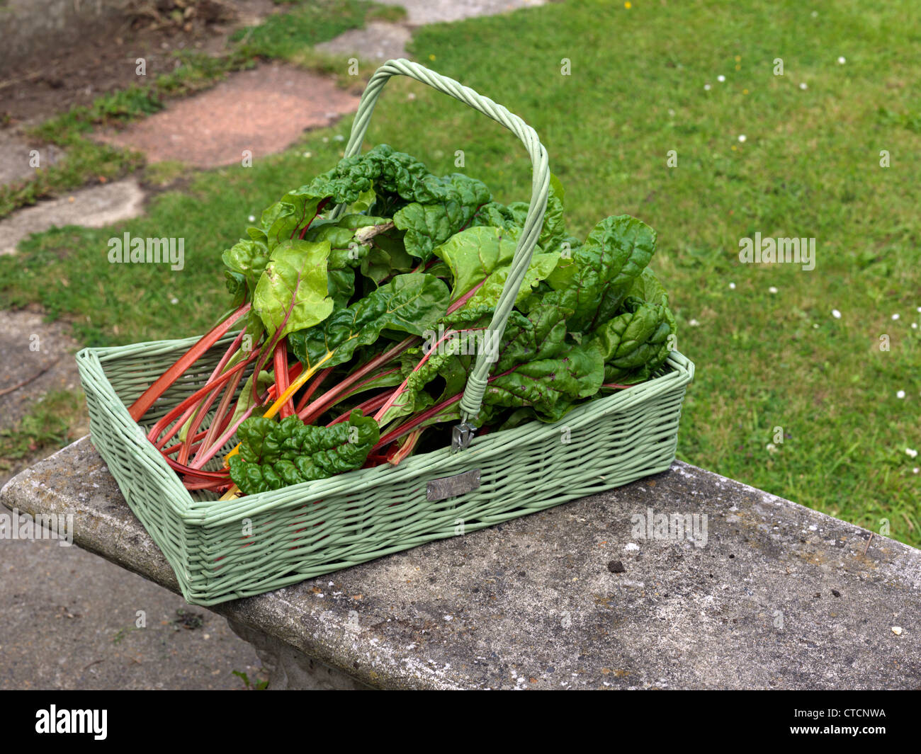 Swiss Chard Spinach Type Vegetable with Red and Yellow Stalks Beta Cicla From The Beet Family In A Trug On A Bench Stock Photo