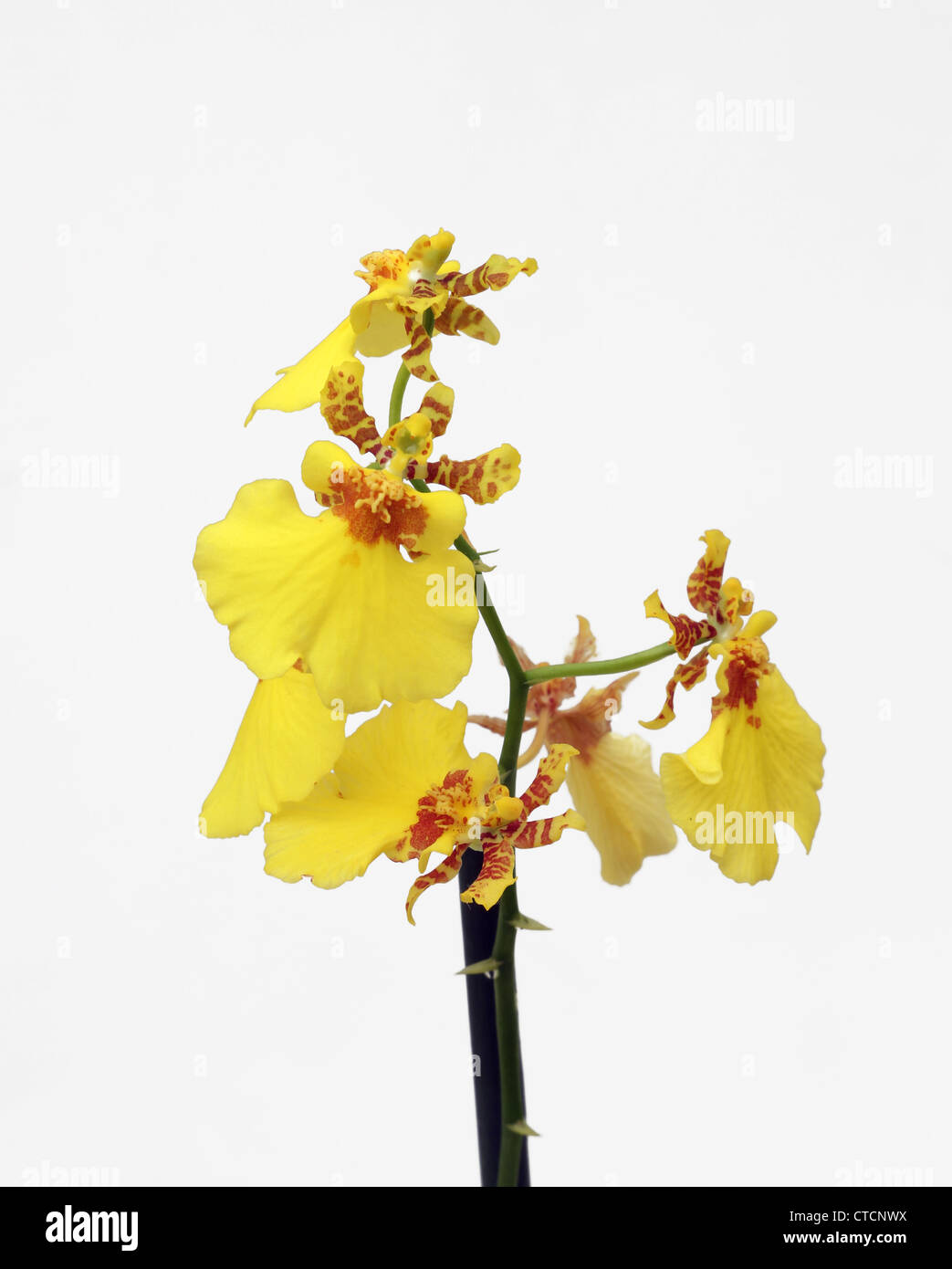 Yellow Odontoglossum Orchid Stock Photo