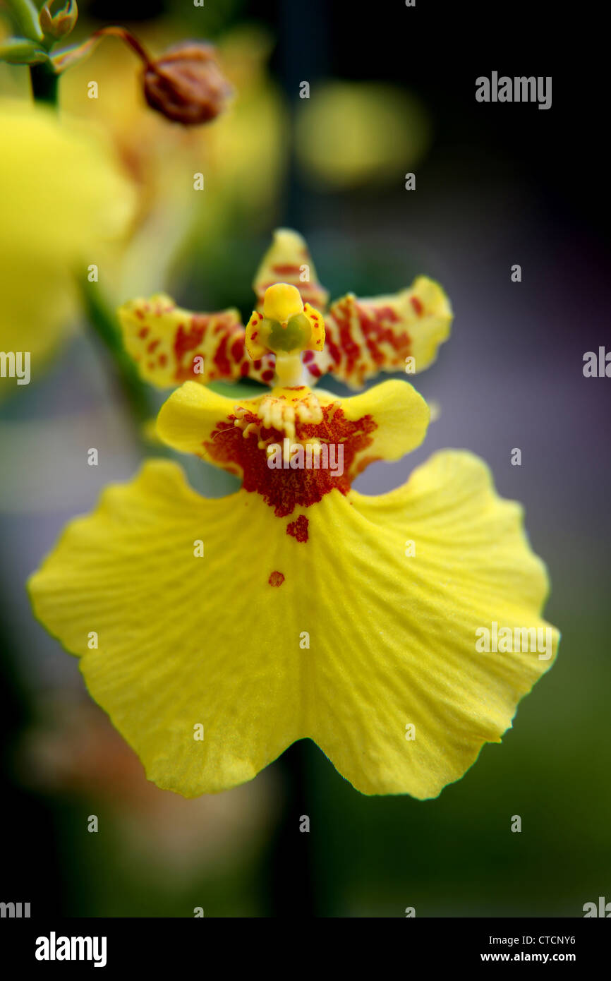 Yellow Odontoglossum Orchid Stock Photo